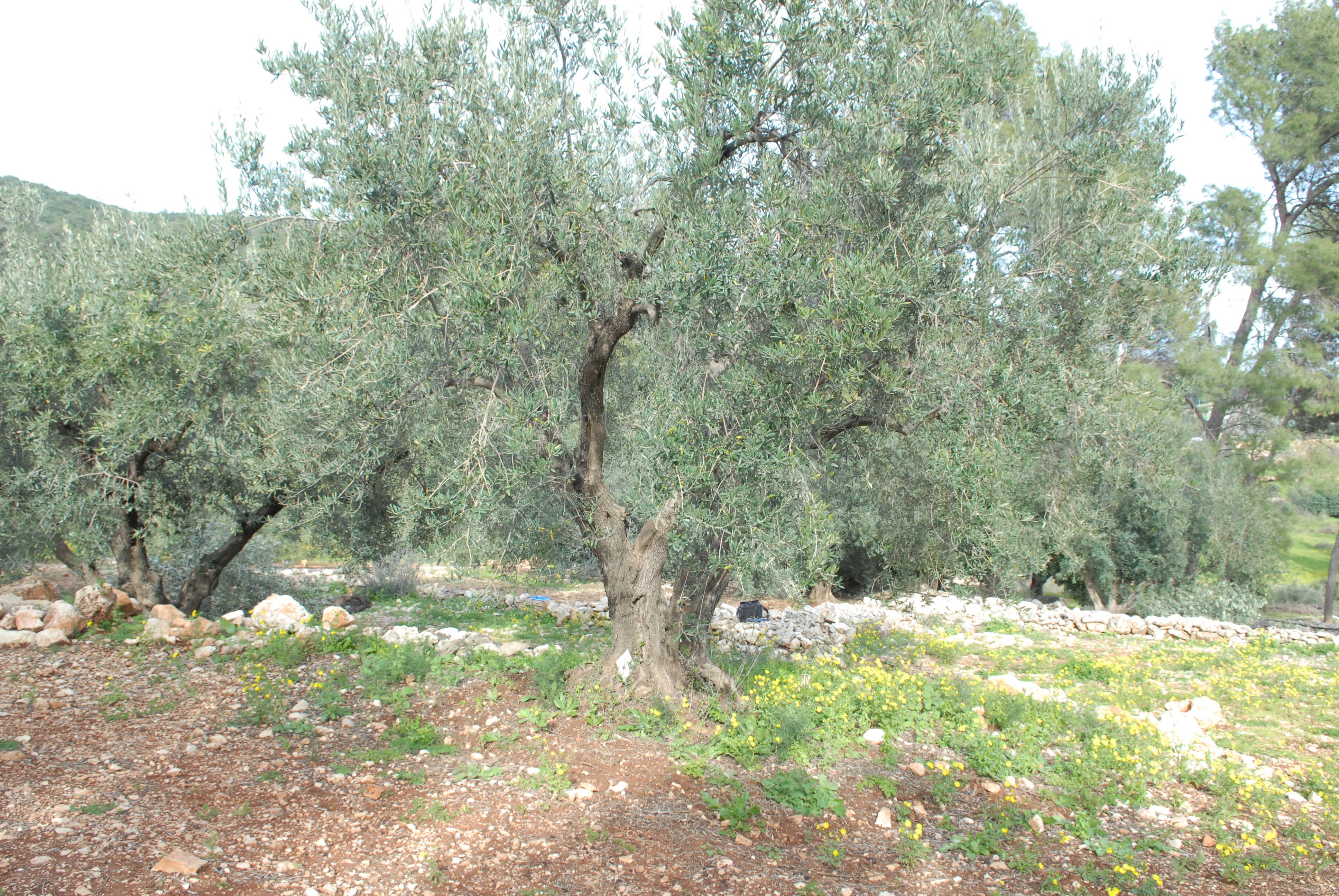 מתיהתפרץהרהגעשששינהאתהיםהתיכון?עץזיתופצצתאטוםמספקיםרמזים