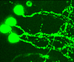 单胺神经元的亚细胞计算