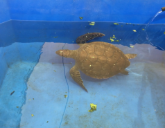 海龟救援中心 -  2018年9月
