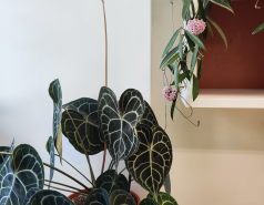 Anthurium clarinervium和Hoya 'Minibelle'